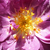 Vijolično - bela - Starinske vrtnice - Vrtnica vzpenjalka - Veilchenblau